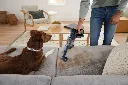 JPG-R_IA3241EUT_InUse_AbvFlr_Couch_MotorizedHandTool_Man_Dog.webp